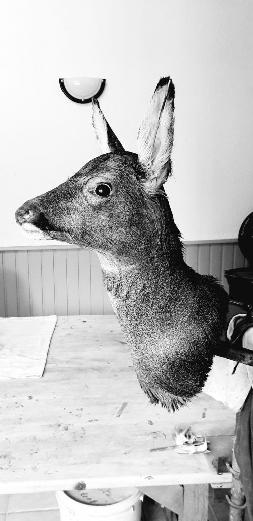 Le montage est terminé. L'animal devra sécher pendant plusieurs mois avant de passer aux finitions.
