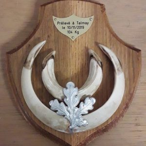 Dents de sanglier sur écusson